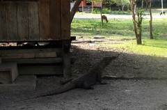 Varanus komodoensis