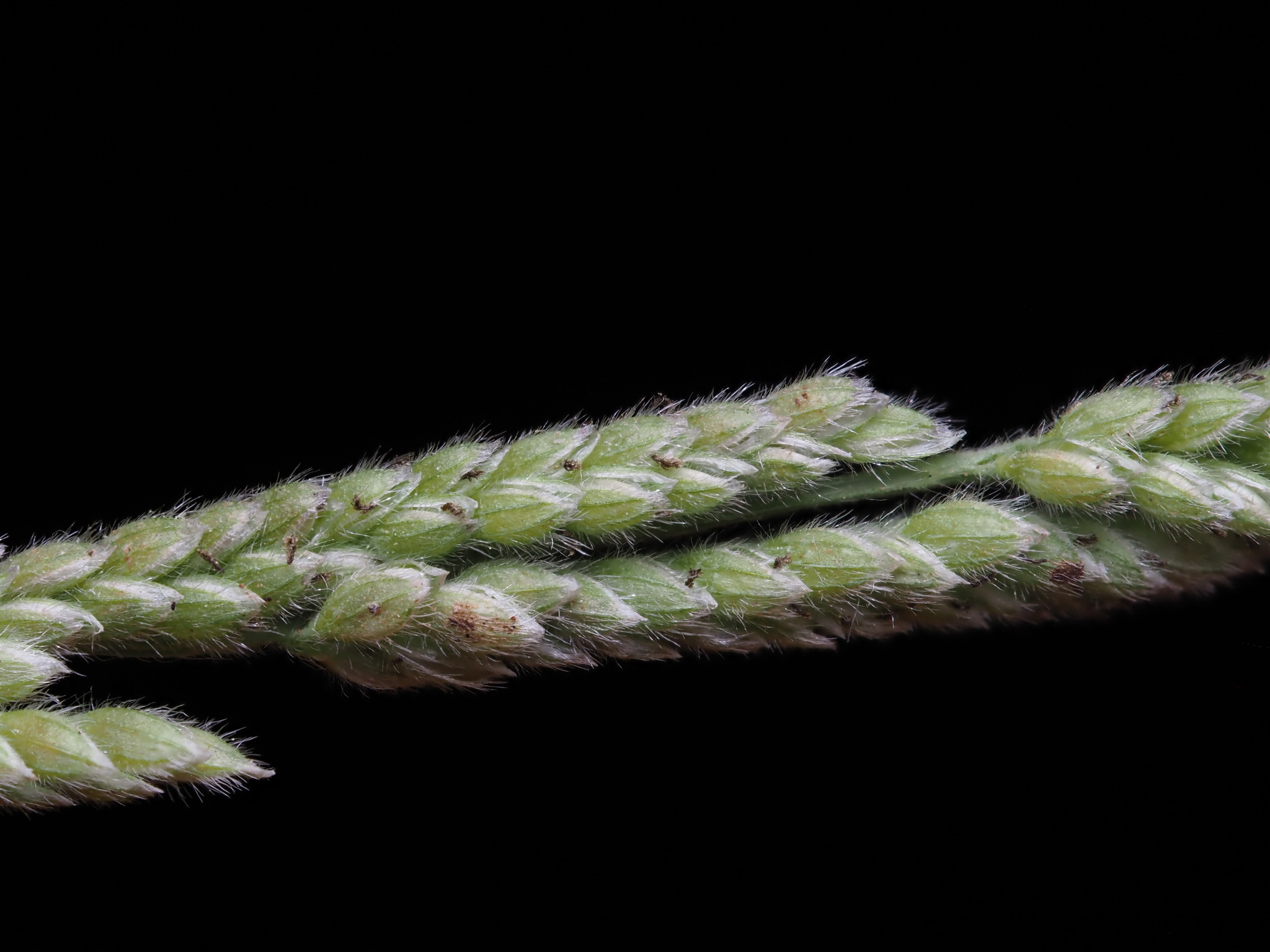 (c) Kevin Faccenda, certains droits réservés (CC BY) https://www.inaturalist.org/observations/152812628