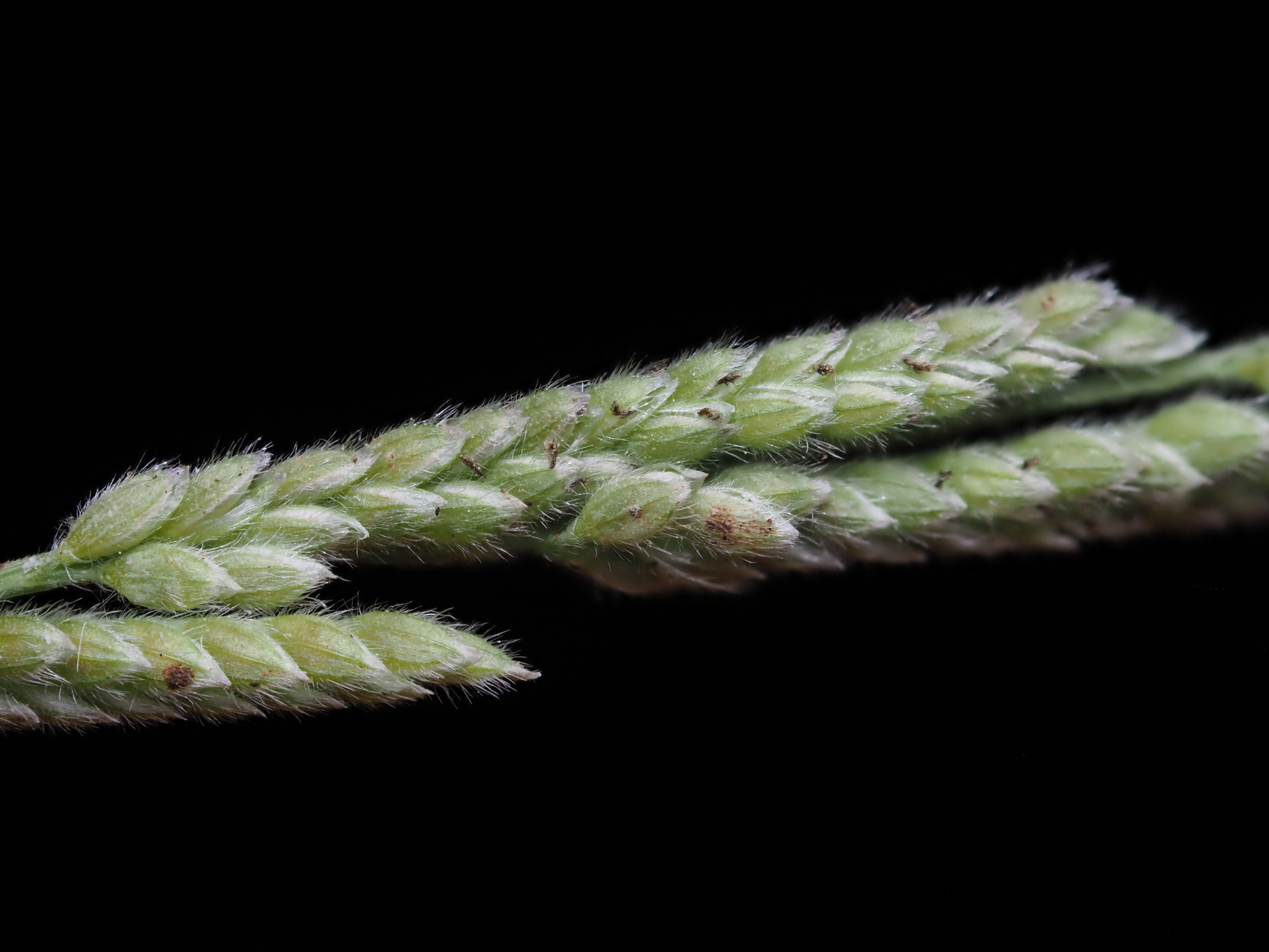 (c) Kevin Faccenda, certains droits réservés (CC BY) https://www.inaturalist.org/observations/152812628