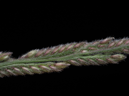 Moorochloa eruciformis