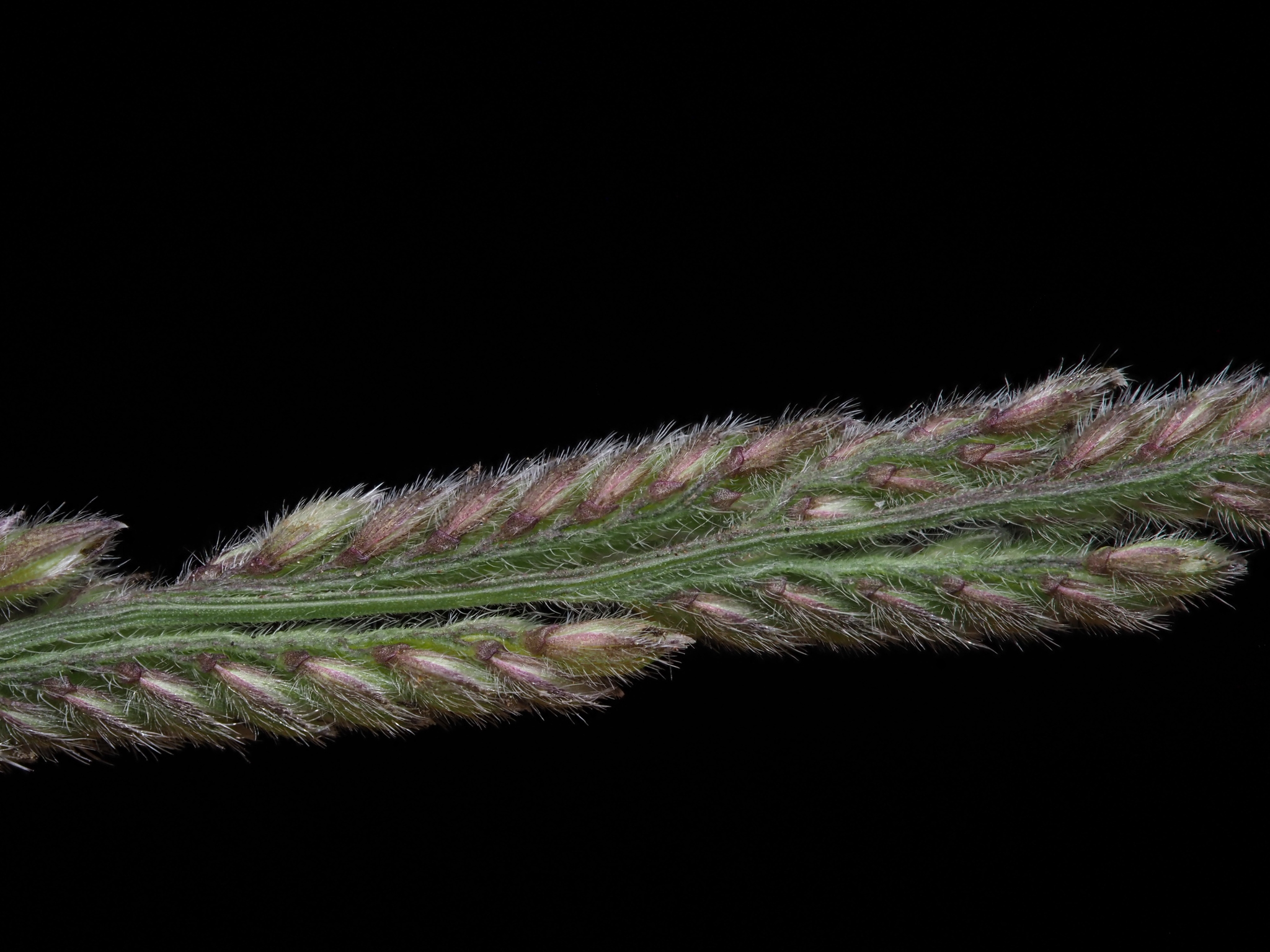 (c) Kevin Faccenda, certains droits réservés (CC BY) https://www.inaturalist.org/observations/152812628