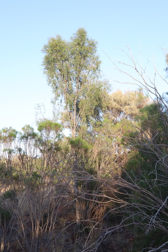 Image of Flindersia maculosa by (c) Thomas Mesaglio, some rights reserved (CC BY)