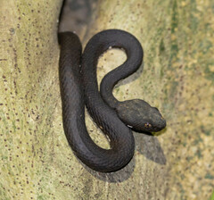 Anderson's Pitviper photo 2