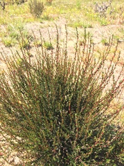 Cliffortia ericifolia
