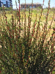 Cliffortia ericifolia