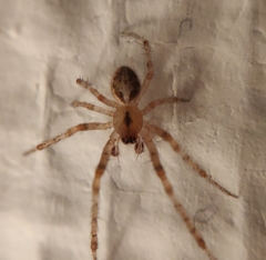 Zygiella x-notata