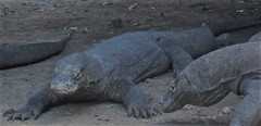 Varanus komodoensis