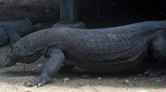 Varanus komodoensis