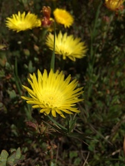 Lampranthus glaucus