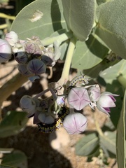 Calotropis procera image