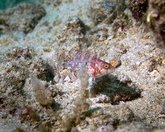 Oxycheilinus bimaculatus