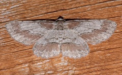 Iridopsis pergracilis