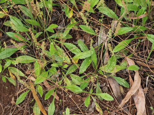 Plantago debilis observed 2023-03-29