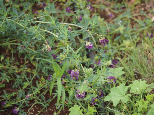 Medicago sativa observed 2023-03-29