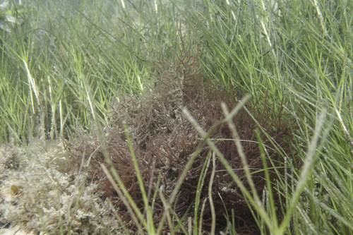 Representative image of Gulsonia