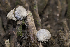 Bembicium auratum