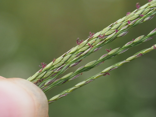 Digitaria nuda, 2023-03-29