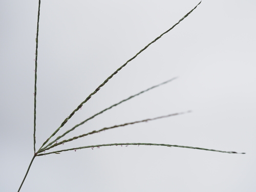 Image of Digitaria nuda by (c) Kevin Faccenda, some rights reserved (CC BY)