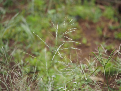 Eragrostis pectinacea observed 2023-03-29