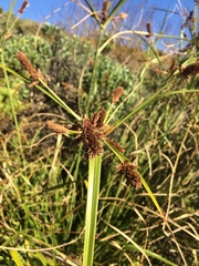 Cyperus thunbergii