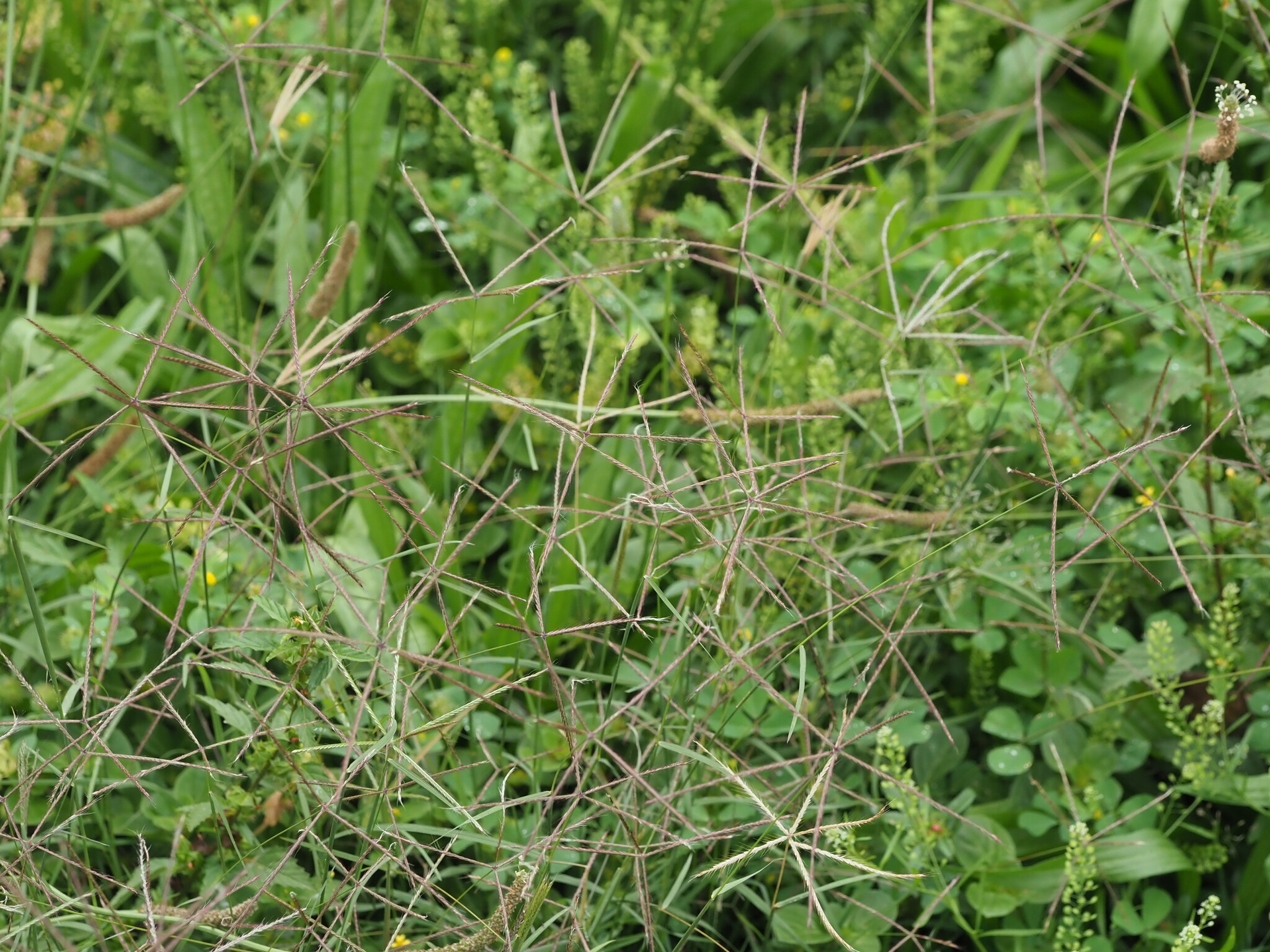 Shortspike Windmill Grass (Chloris ×)