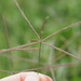 Chloris × pseudosagrana - Photo (c) Kevin Faccenda, algunos derechos reservados (CC BY), subido por Kevin Faccenda