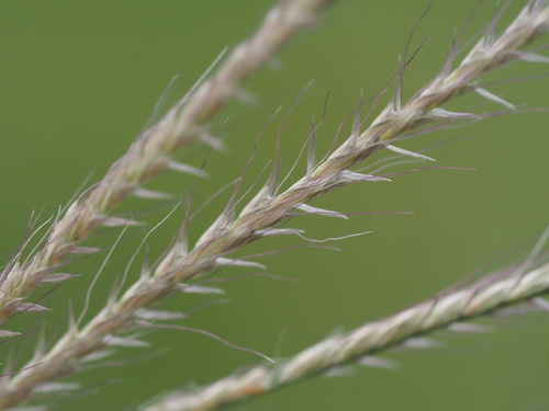 Chloris × pseudosagrana