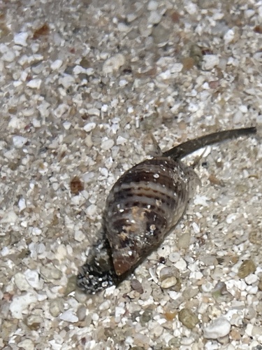 Nassarius margaritifer observed 2023-03-30