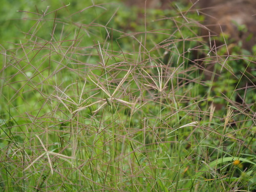Chloris × pseudosagrana