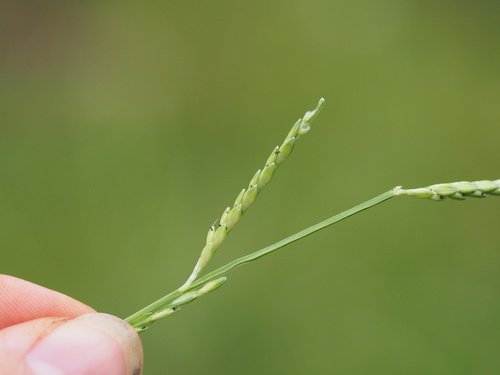 Image of Urochloa plantaginea by (c) Kevin Faccenda, some rights reserved (CC BY)