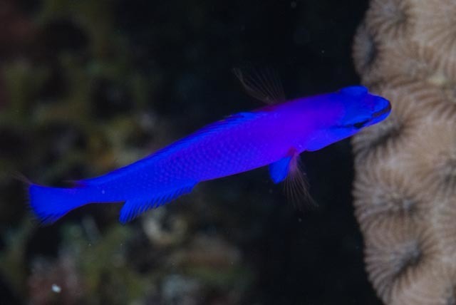 Dottyback de Fridman (Pseudochromis orchidée) (Pseudochromis fridmani)