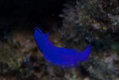 Pseudochromis fridmani