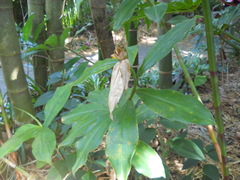Costus spicatus