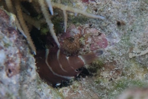 Red Sea Redbreasted Wrasse — seen at this dive site