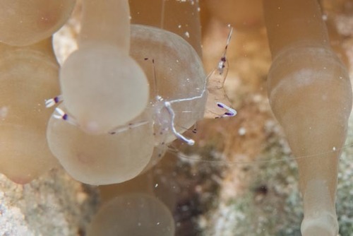 Ancylomenes longicarpus