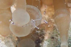 Ancylomenes longicarpus