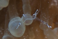 Ancylomenes longicarpus