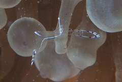 Ancylomenes longicarpus