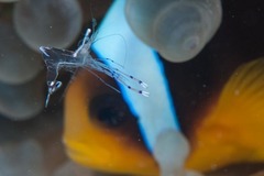 Ancylomenes longicarpus