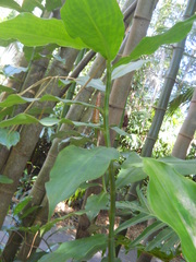 Costus spicatus