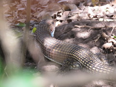 Broadleysaurus major