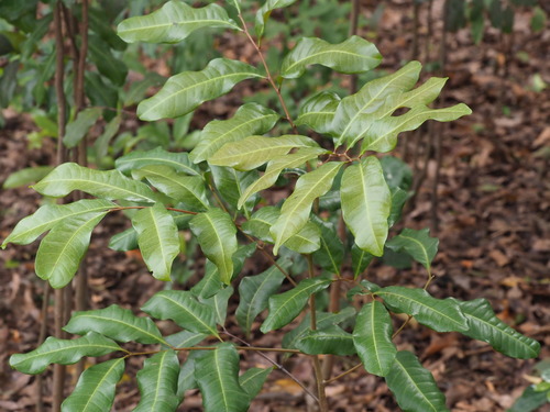 Cupaniopsis anacardioides observed 2023-03-29