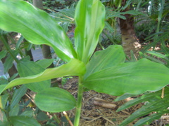 Costus spicatus
