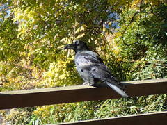 Corvus macrorhynchos japonensis