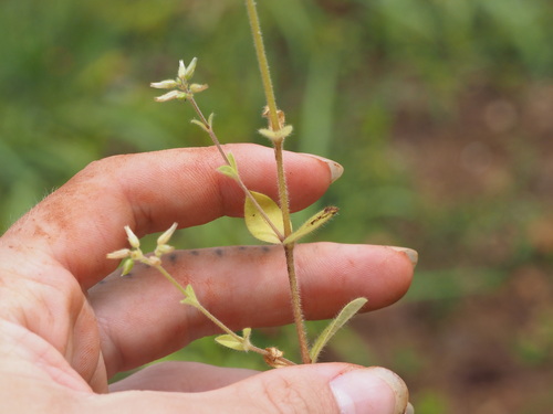 Cerastium glomeratum observed 2023-03-29