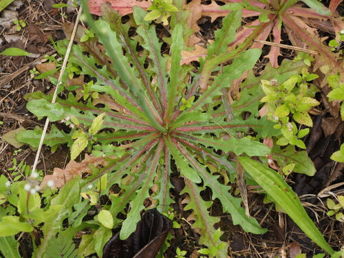 Hypochaeris glabra observed 2023-03-29