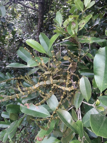 Korthalsella disticha observed 2023-03-30