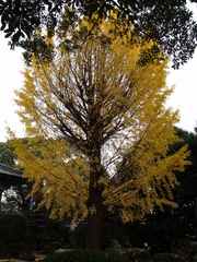 Ginkgo biloba