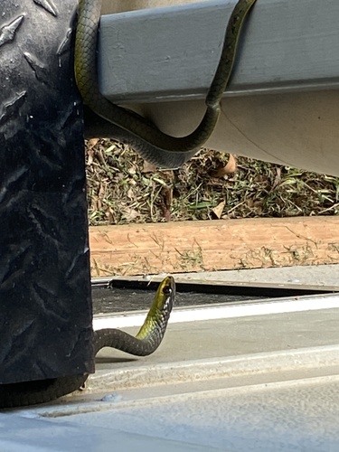 Common Tree Snake sighting
