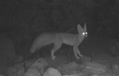 Blanford's Fox photo 3